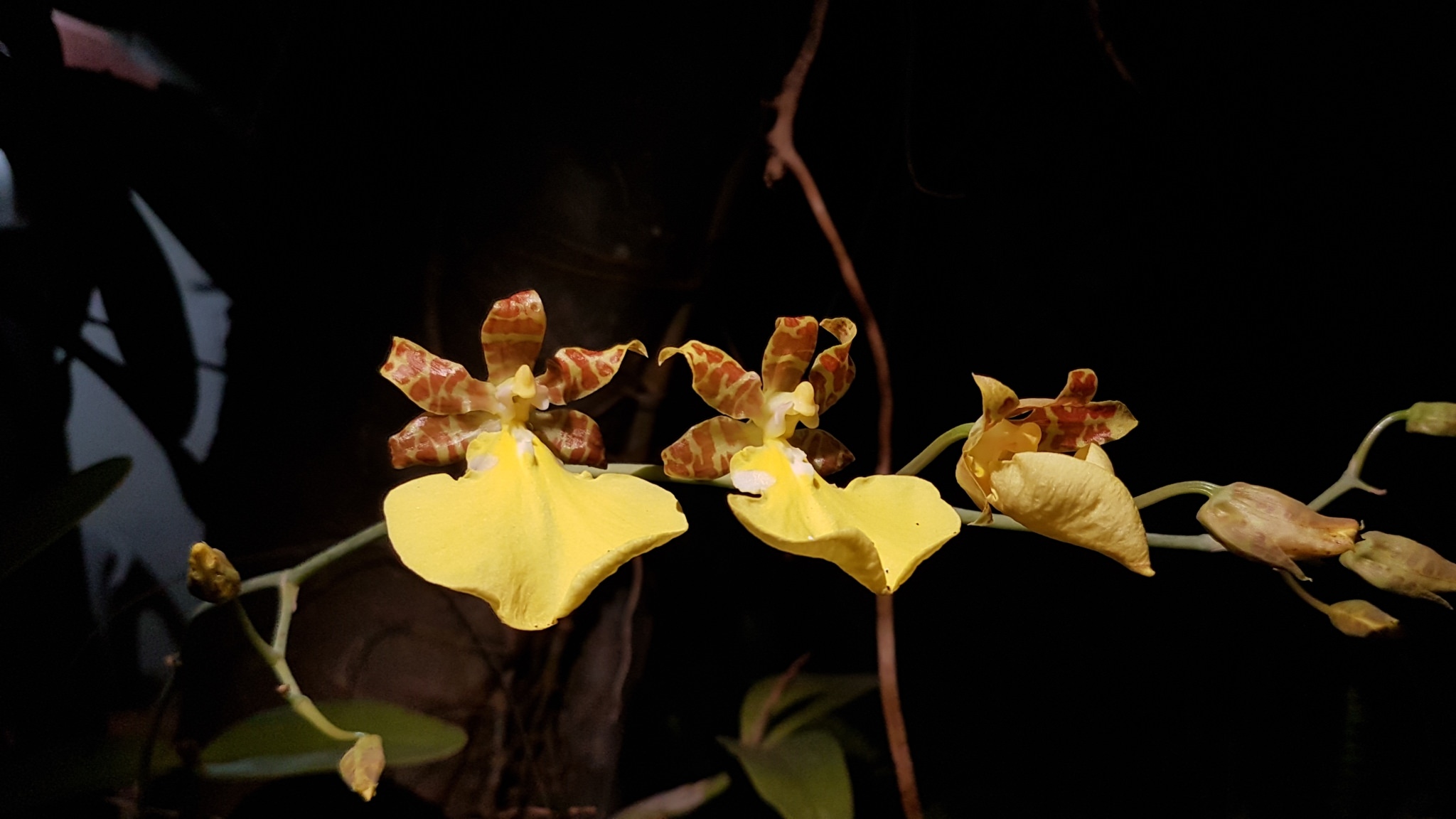 Oncidium splendidum